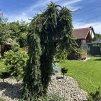 Smrek obyčajný (Picea abies) ´INVERSA PENDULA´, výška: 175-200 cm, kont. C70L